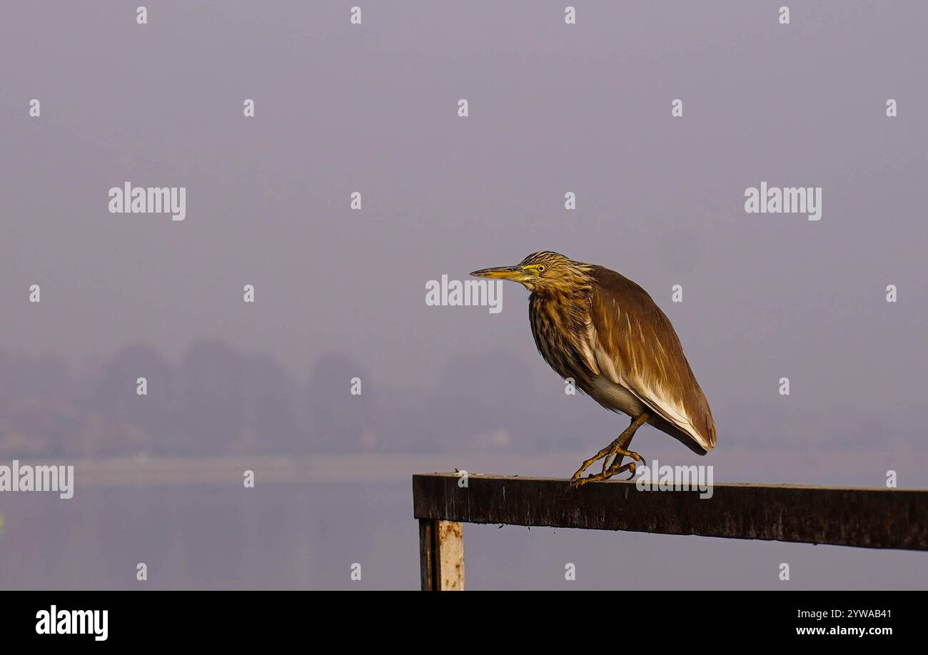 Un laghetto indiano in cerca di pesce vicino al famoso lago dal durante una fredda e nebbiosa mattina invernale a Srinagar. Nella valle del Kashmir prevalsero condizioni di freddo intenso, quando la temperatura minima scese di diversi gradi al di sotto del punto di congelamento. La capitale della regione Srinagar registra la notte più fredda della stagione a meno 5,4 gradi Celsius (41,72 gradi Fahrenheit), hanno detto i funzionari meteorologici nella regione himalayana. Foto Stock