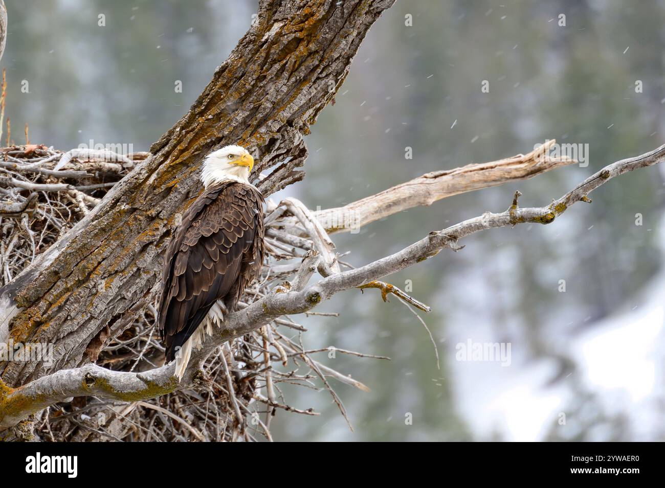 Colorado Bald Eagle Foto Stock