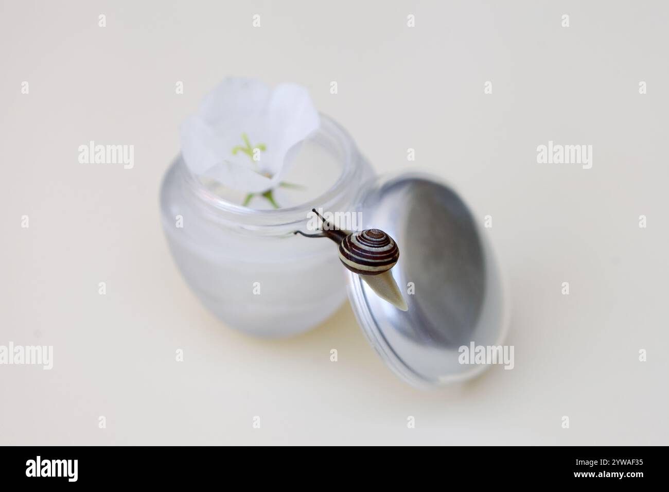 crema per la cura della pelle con gel per la cura della pelle per lumaca nel vaso di vetro da vicino. Prodotto di bellezza texture macro con fiore Foto Stock