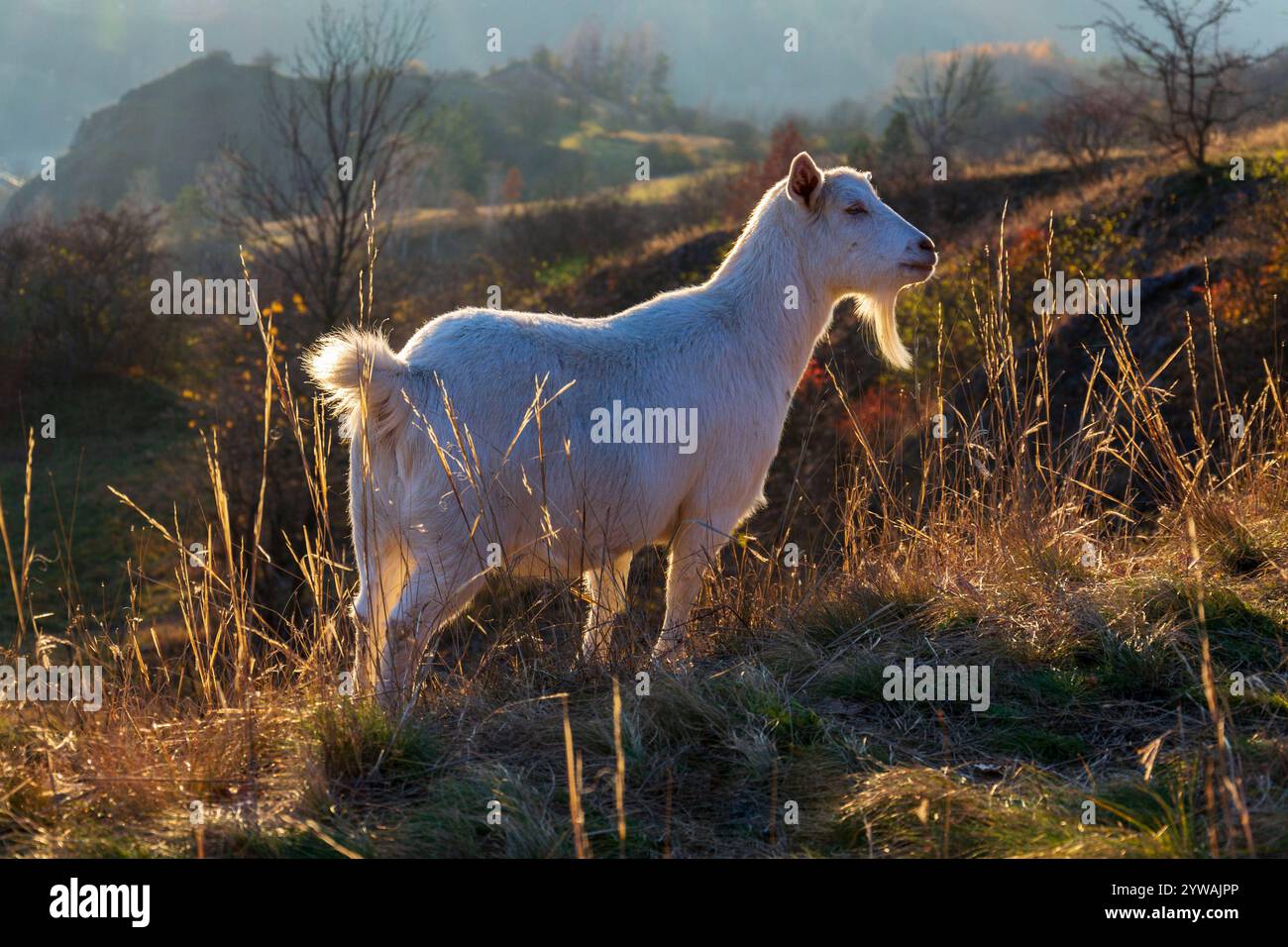 Capre che pascolano sul prato, gestione dei pascoli in città, giornata di sole Foto Stock