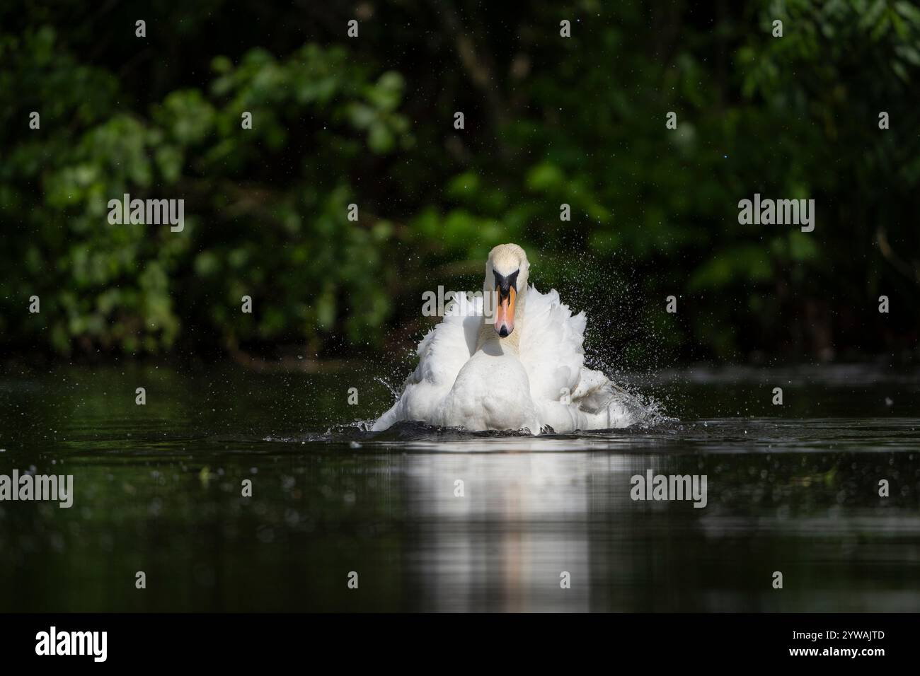 Vista dettagliata di un cigno selvaggio (Cygnus olor) del Regno Unito che spruzza su una piscina d'acqua al sole primaverile con gocce d'acqua che volano nell'aria. Foto Stock