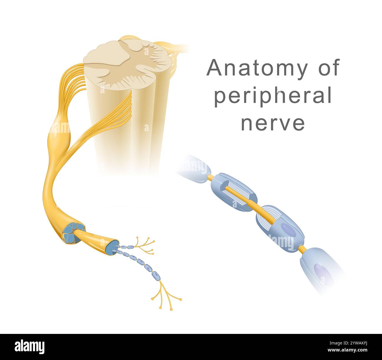 Illustrazione dell'anatomia del nervo periferico Foto Stock