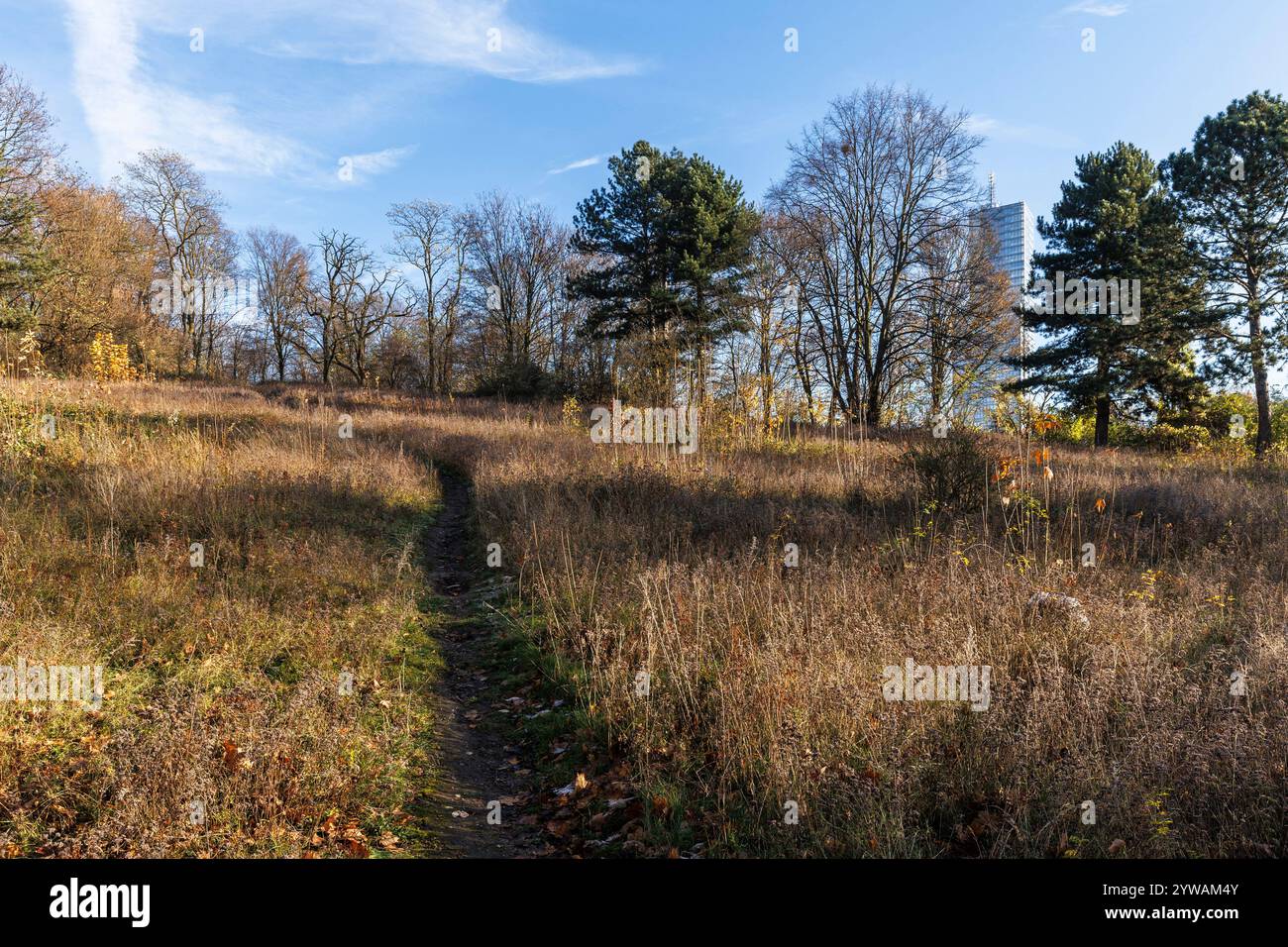 Sentiero sulla collina di Herkulesberg, sullo sfondo il KoelnTurm a Mediapark, Colonia, Germania. L'Herkulesberg fu riempito dai detriti di guerra dopo il 1945 A. Foto Stock