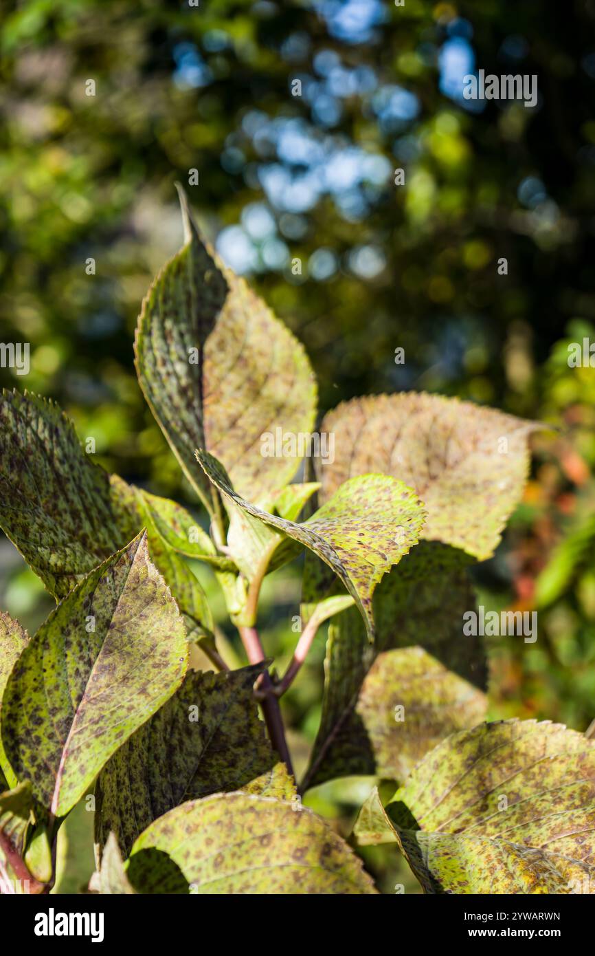 Photo de feuilles d'hortensia sur fond vert pry en macro Foto Stock