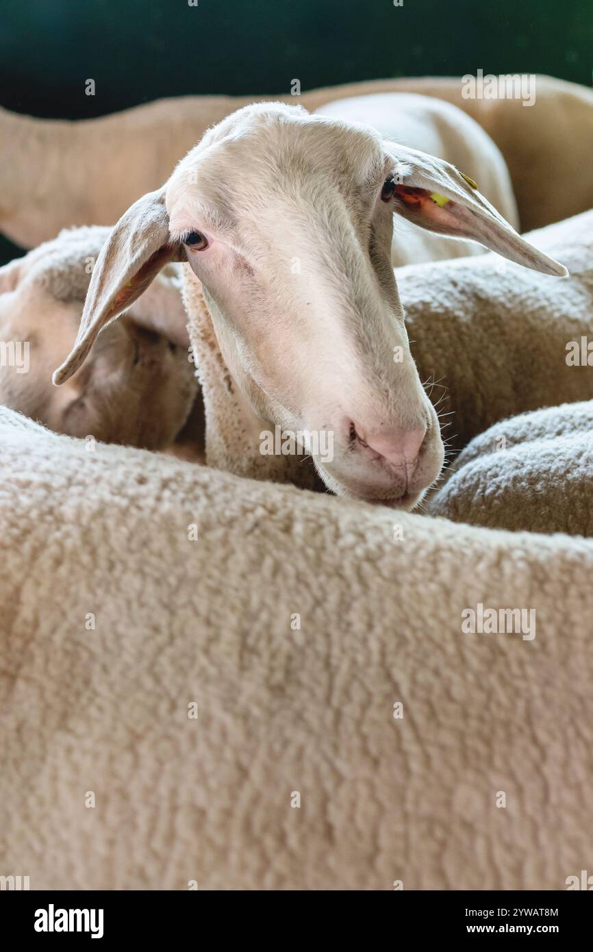 Ritratto verticale di pecore in fattoria. Foto Stock
