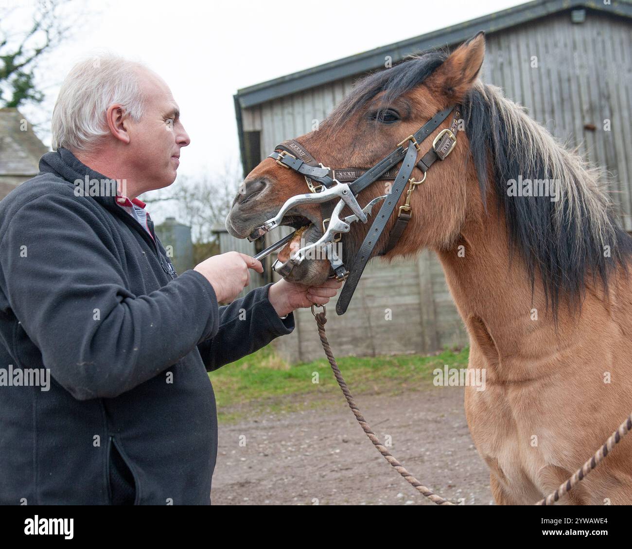 equine vet raspando i denti dei cavalli Foto Stock