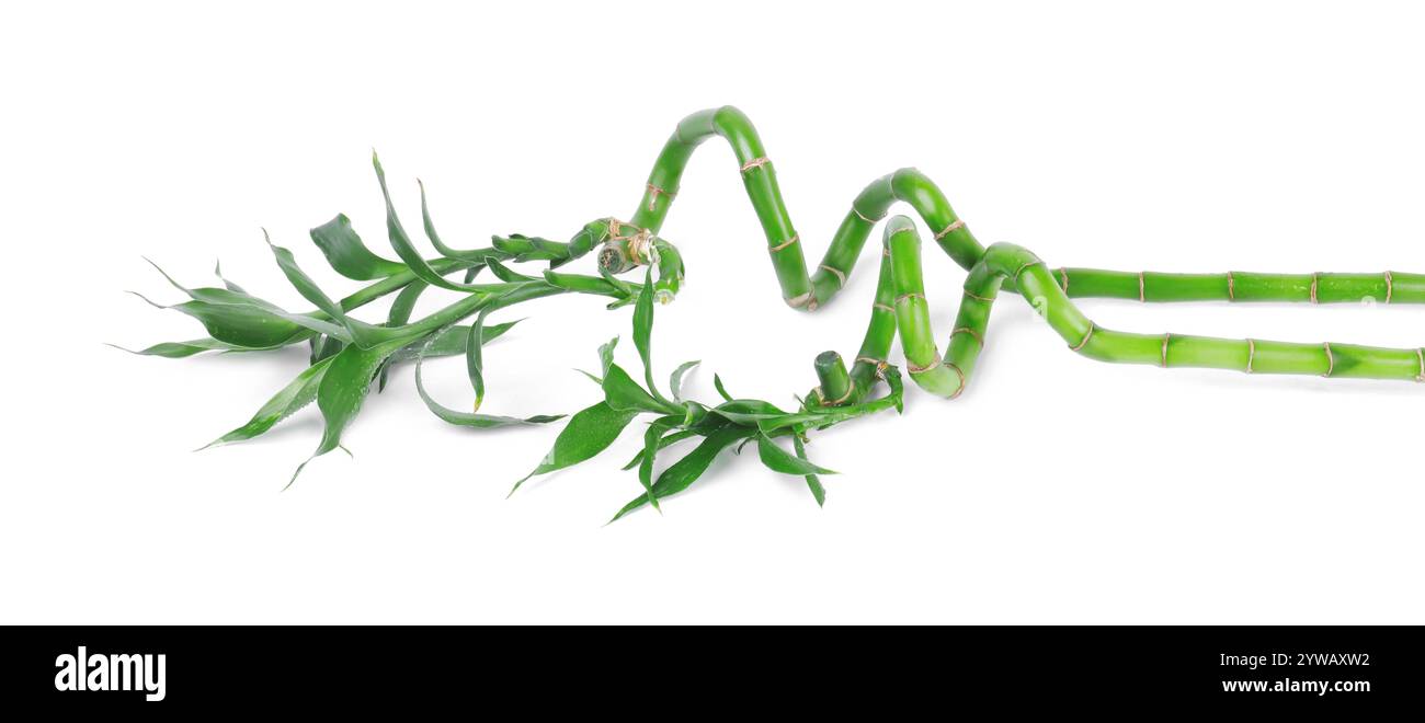 Steli di pianta decorativa di bambù isolati su bianco Foto Stock