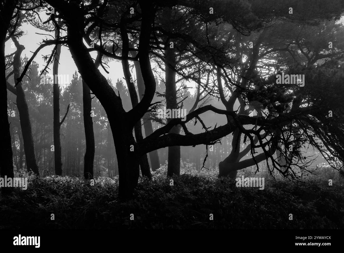 Pino costiero, Pinus contorta var. Contorta, foresta lungo la costa dell'Oregon a sud di Waldport, Stati Uniti Foto Stock