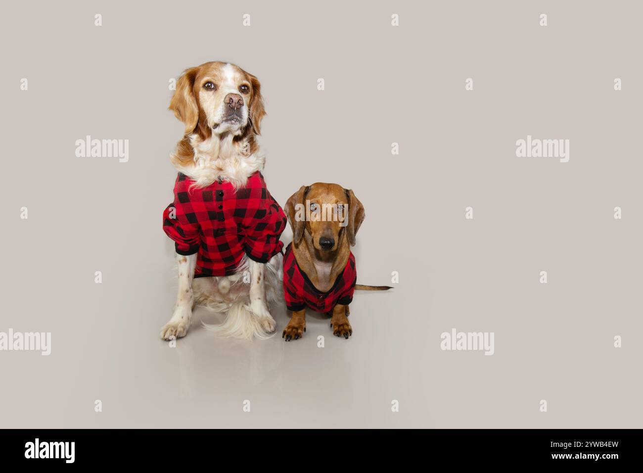 Due cani con pigiama natalizio. Isolato su sfondo grigio Foto Stock