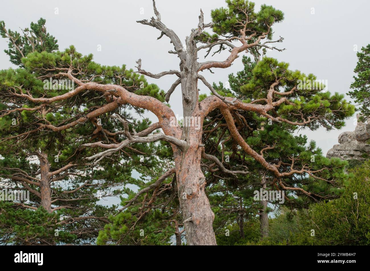 ELS Ports, Tarragona, Spagna - 23 luglio 2012: Pino scozzese (Pinus sylvatica) nella montagna caro a els Ports de Beseit, Spagna, modellato dal vento e Foto Stock