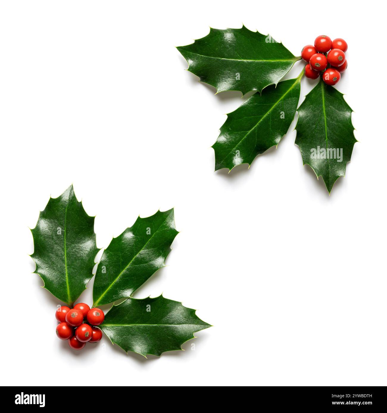 Foglie di agrifoglio con bacche rosse su sfondo bianco. Decorazione naturale invernale. Foto Stock
