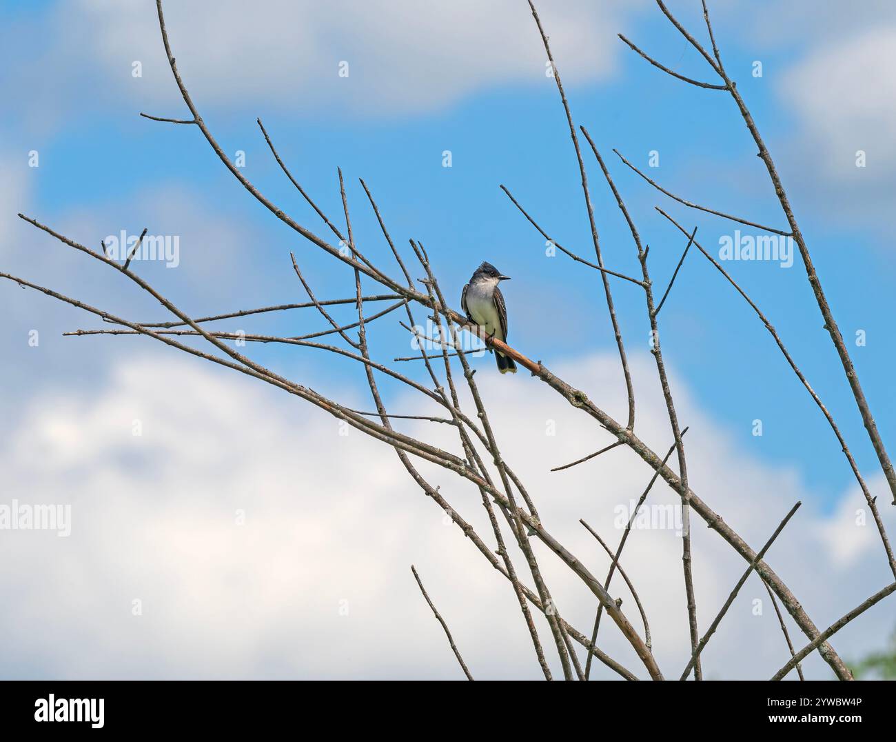 Un Kingbird orientale lungo il fiume Mississippi al Trempealau National Wildlife Refuge nel Wisconsin Foto Stock