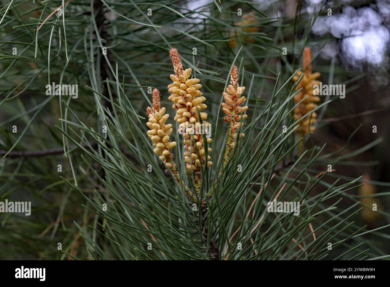 Pine Tree, Nature Close-up - 10 dicembre 2024: Una vivace vista macro di un ramo di pino che mostra i suoi coni di polline maschi circondati da aghi Foto Stock