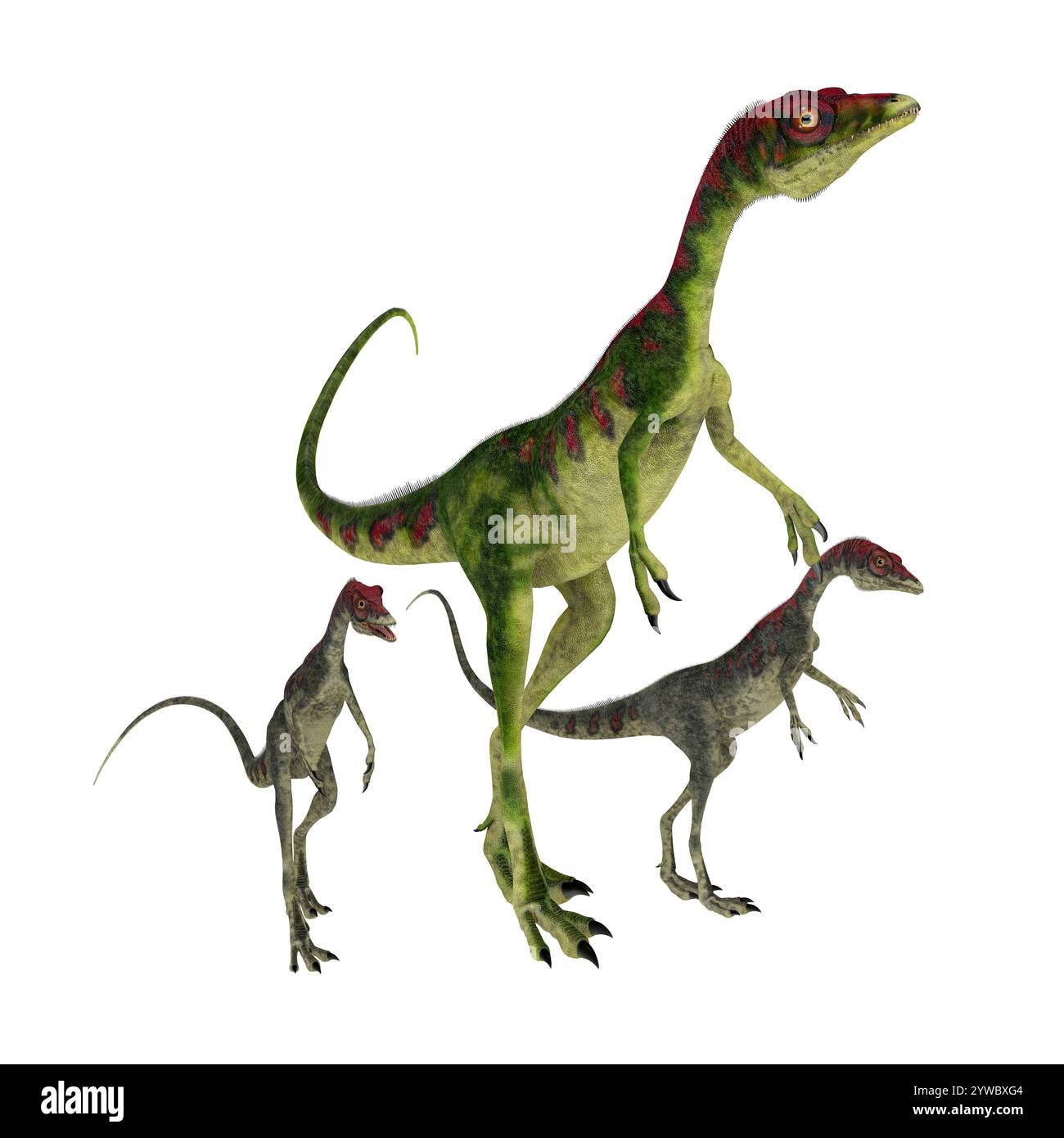 Compsognathus era un piccolo carnivoro theropod dinosauro che visse durante il Giurassico dell'Europa. Foto Stock