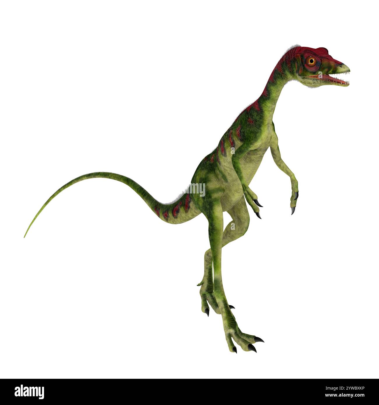 Compsognathus era un piccolo carnivoro theropod dinosauro che visse durante il Giurassico dell'Europa. Foto Stock