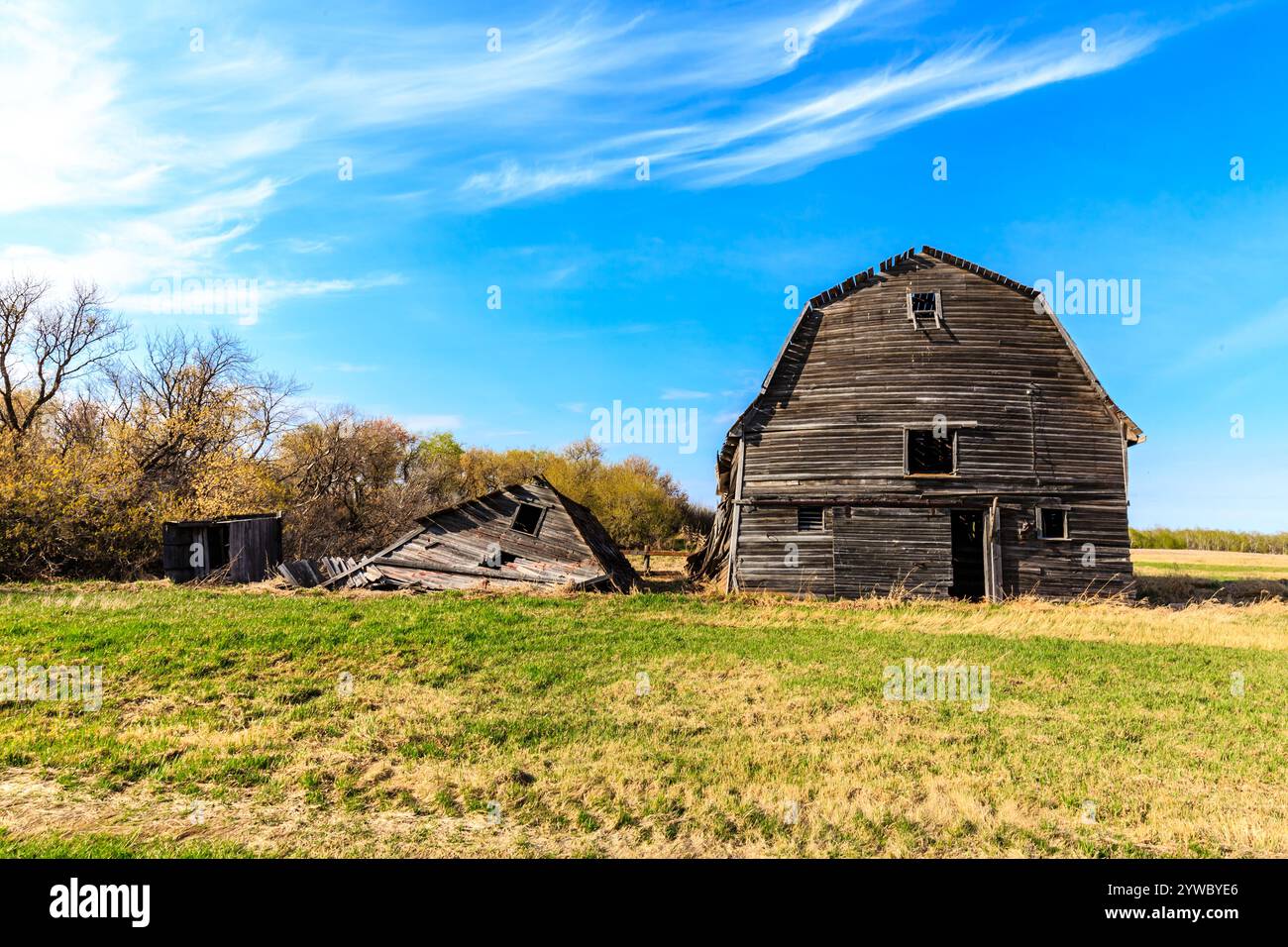 Un grande e vecchio fienile si trova in un campo con un cielo nuvoloso sullo sfondo. Il fienile è circondato da alberi ed erba, donando alla scena un ambiente tranquillo e arrugginito Foto Stock