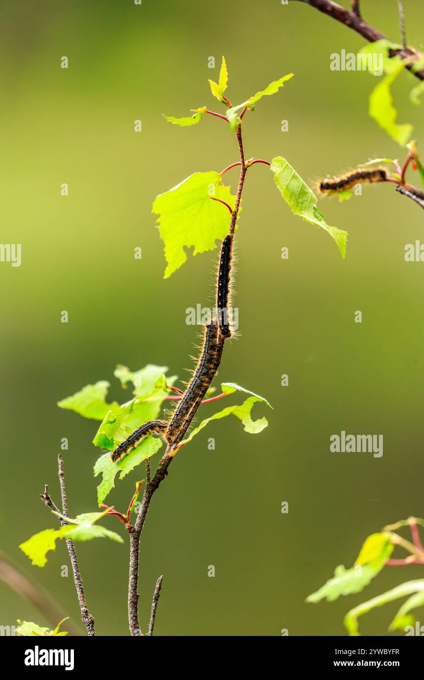 Un ramo frondoso con qualche caterpillare sopra di esso. I pilastri caterpillari strisciano lungo il tronco del ramo a foglia Foto Stock