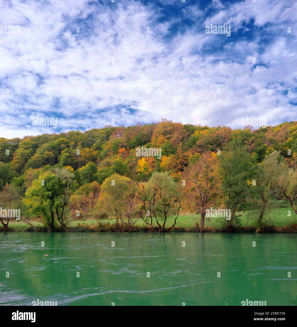 Alberi autunnali sulla riva del fiume e sulla foresta lungo il flusso d'acqua smeraldo del fiume una sotto il cielo blu con nuvole, Martin-Brod, Bosnia ed Erzegovina Foto Stock
