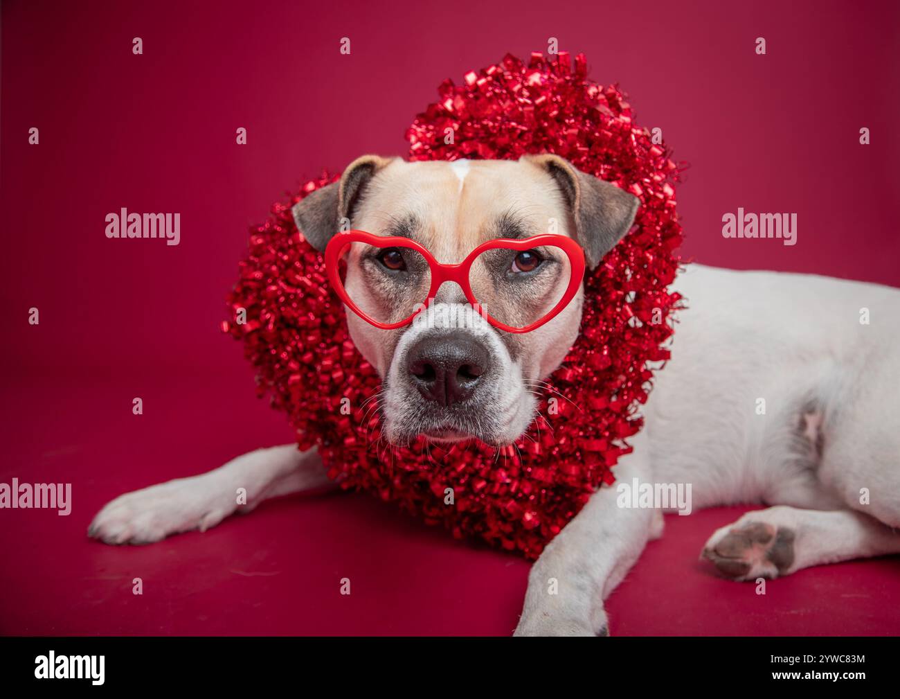 Il cane Pitbull terrier è sdraiato sul davanti e indossa una corona a forma di cuore e occhiali a forma di cuore Foto Stock