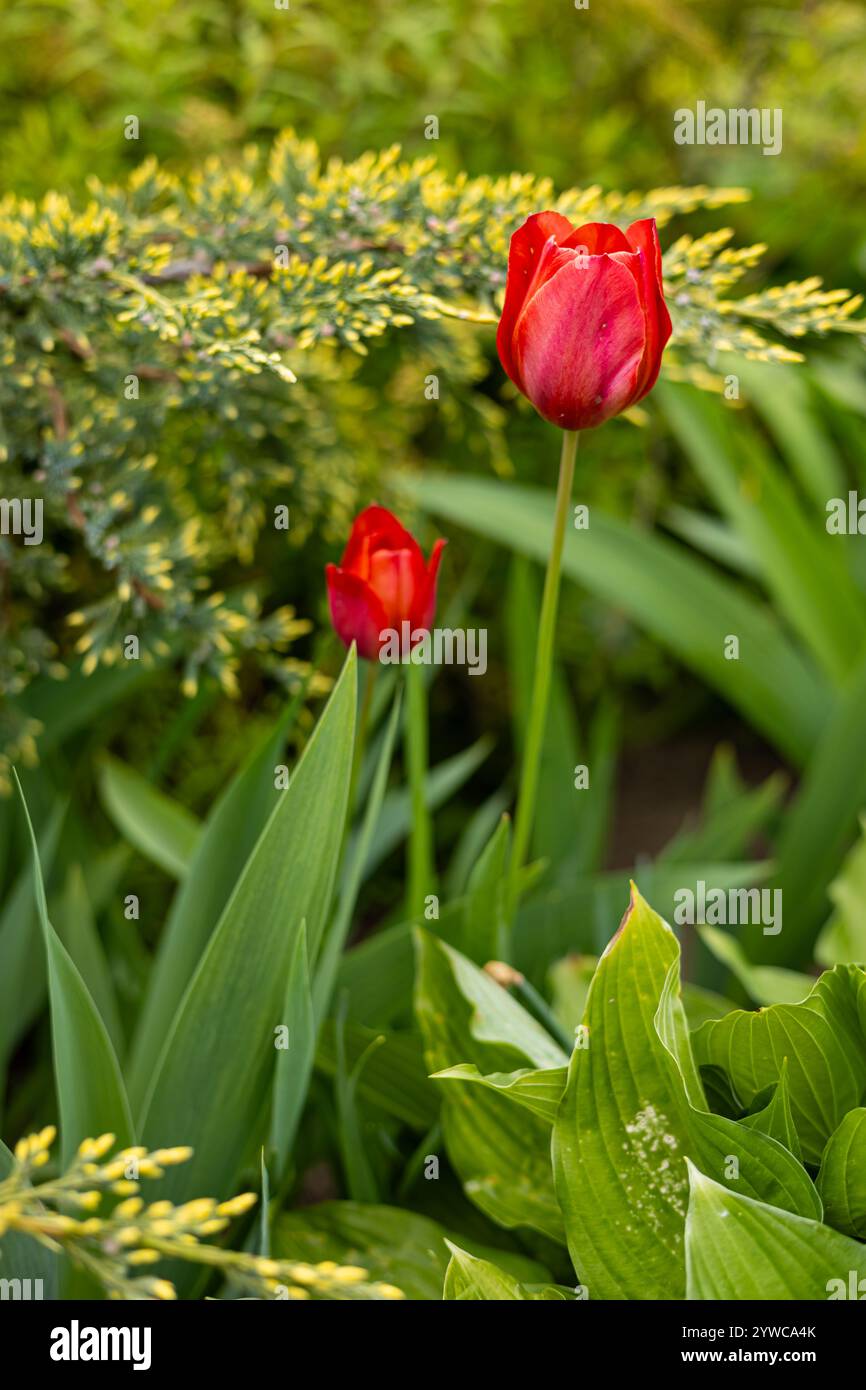 Tulipani rossi vibranti che fioriscono tra foglie verdi lussureggianti e rami decorativi di ginepro in un giardino primaverile illuminato dal sole Foto Stock