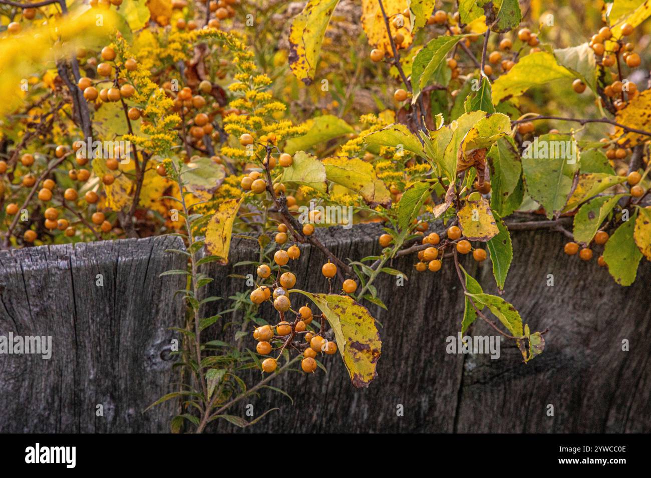 Dolce amaro che cresce sul bordo di una vecchia recinzione di legno Foto Stock
