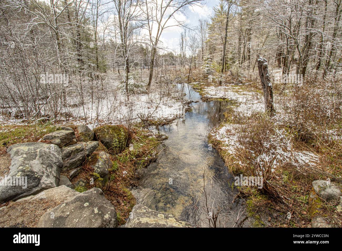 Popple Camp Brook attraversa una palude d'acqua dolce all'inizio della primavera Foto Stock
