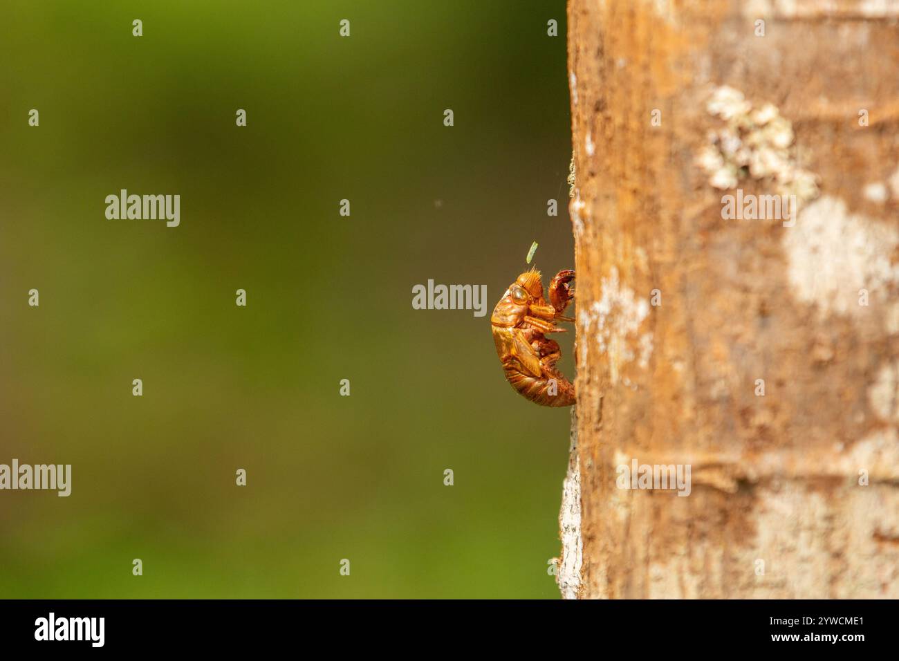 GOIANIA GOIAS BRASILE - 07 DICEMBRE 2024: Dettaglio di una cicada exuviae inchiodato ad un tronco di albero. Guscio di cicada abbandonato. Esoscheletro chitinoso di una cicada. Foto Stock