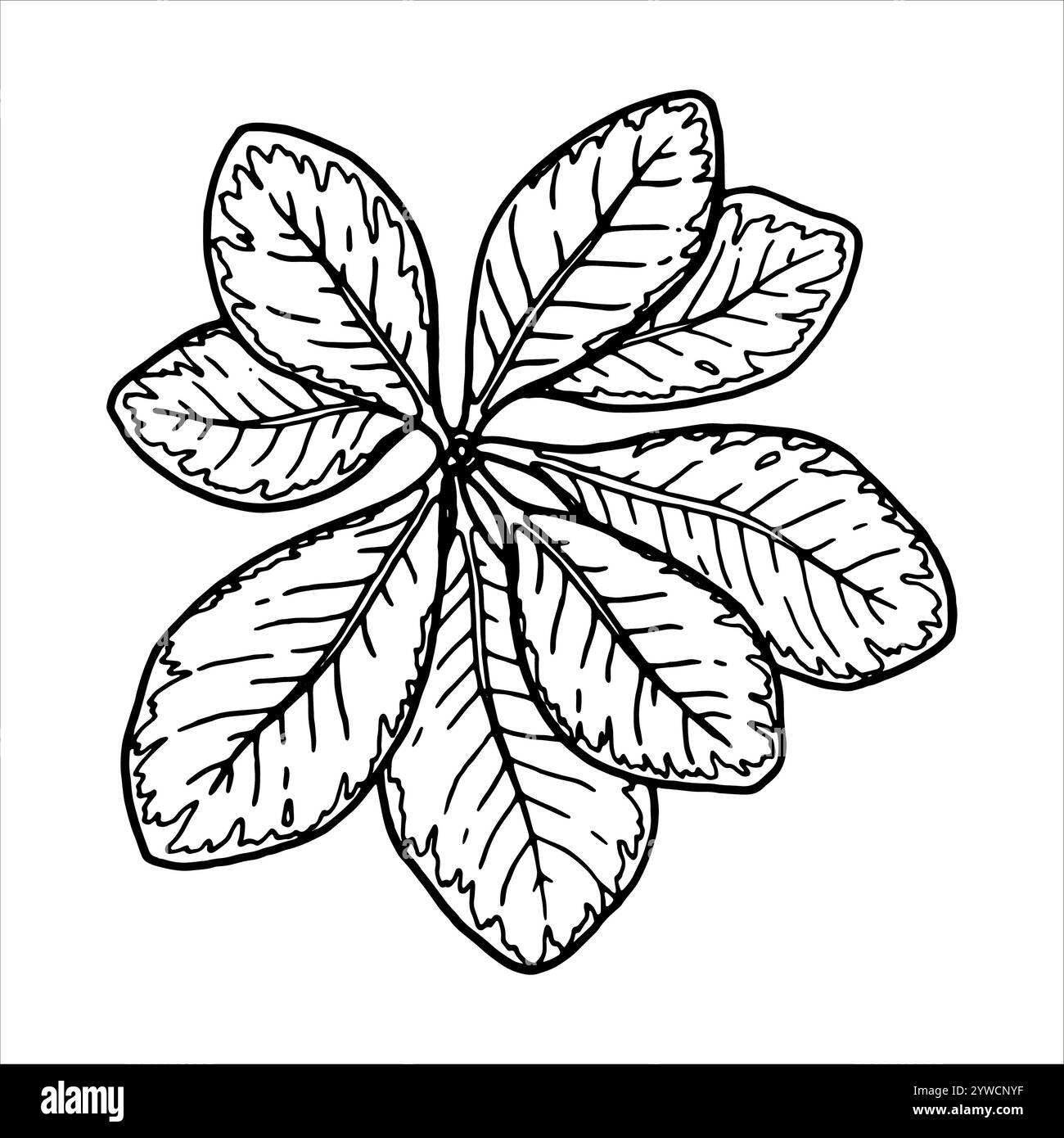 Delineare l'illustrazione del vettore botanico delle foglie con vene visibili. Elemento floreale disegnato a mano con un ramo di boccola. Perfetto per creare grafica Illustrazione Vettoriale