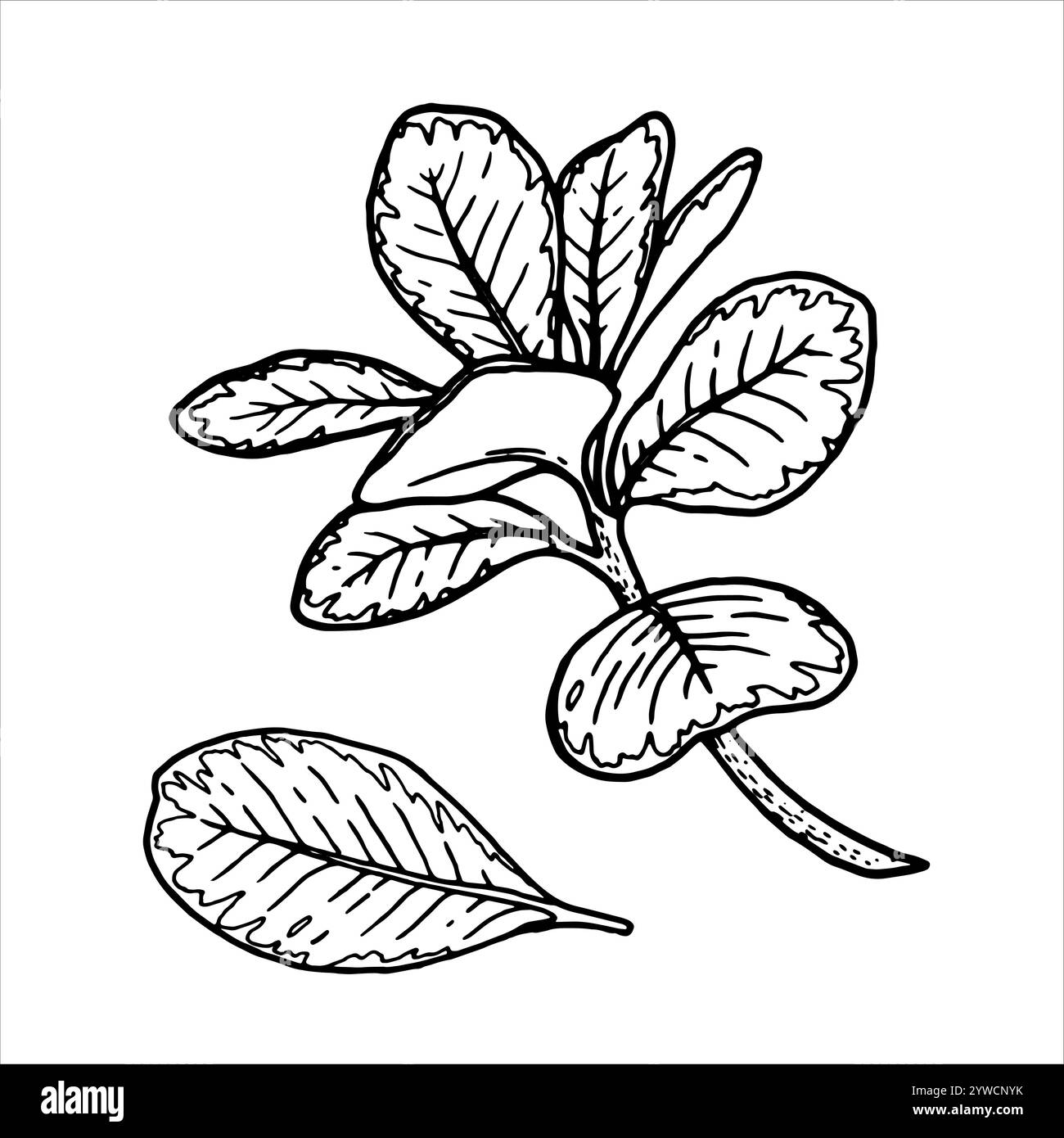 Delineare l'illustrazione del vettore botanico delle foglie con vene visibili. Elemento floreale disegnato a mano con un ramo di boccola. Perfetto per creare grafica Illustrazione Vettoriale