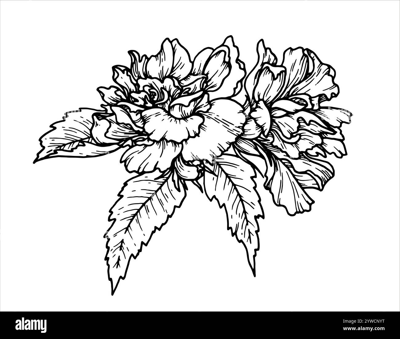 Delineare l'illustrazione del vettore botanico di un fiore con foglie. Elemento floreale disegnato a mano con un ramo di boccola. Perfetto per la creazione di risorse grafiche in Illustrazione Vettoriale