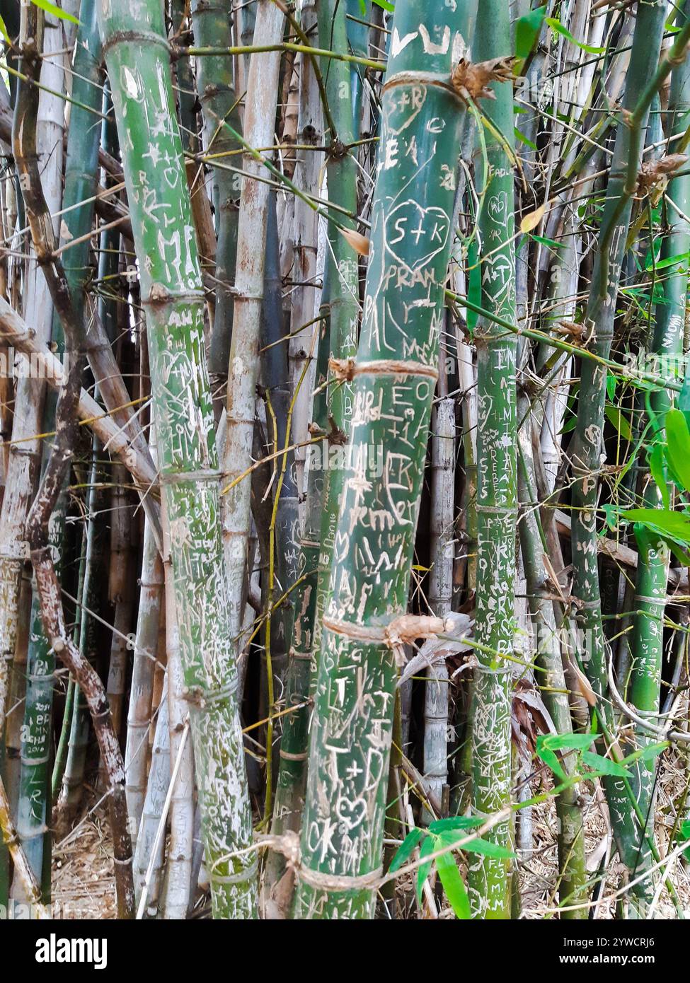 Canna di bambù con graffiti. Grove è vicino alla vita umana. Marcatura. Graffiti. Incisioni sulle piante. Vecchio e nuovo. Impatto ambientale dell'umanità. Foto Stock