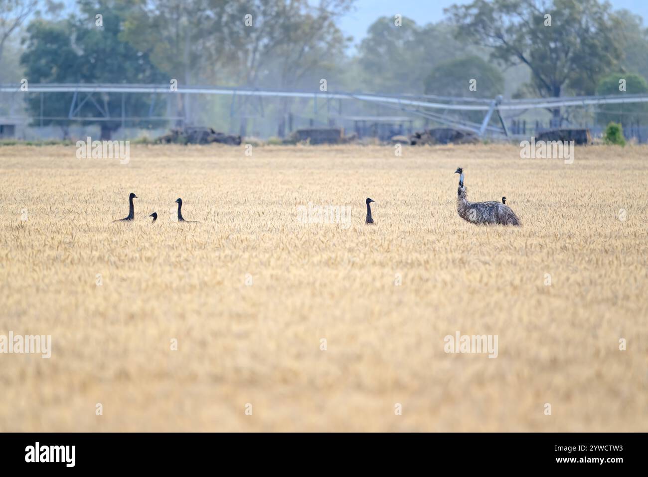 Famiglia di uccelli EMU con pulcini nelle colture di campi di grano, Queensland Australia, emblema della fauna selvatica autoctona nazionale, paesaggio rurale Foto Stock