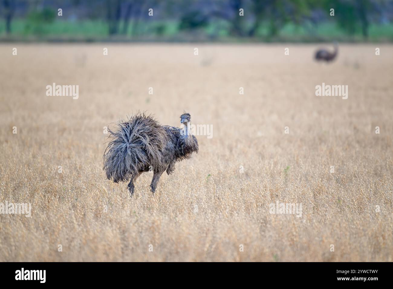 Emu Bird in frumento Field crop, Queensland Australia, emblema della fauna selvatica nativa nazionale, paesaggio rurale Foto Stock