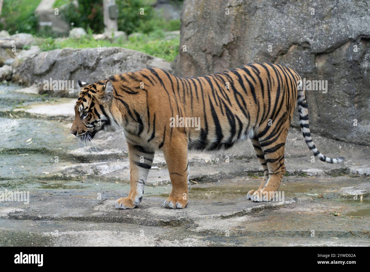 Tiger a Chester Zoo Foto Stock