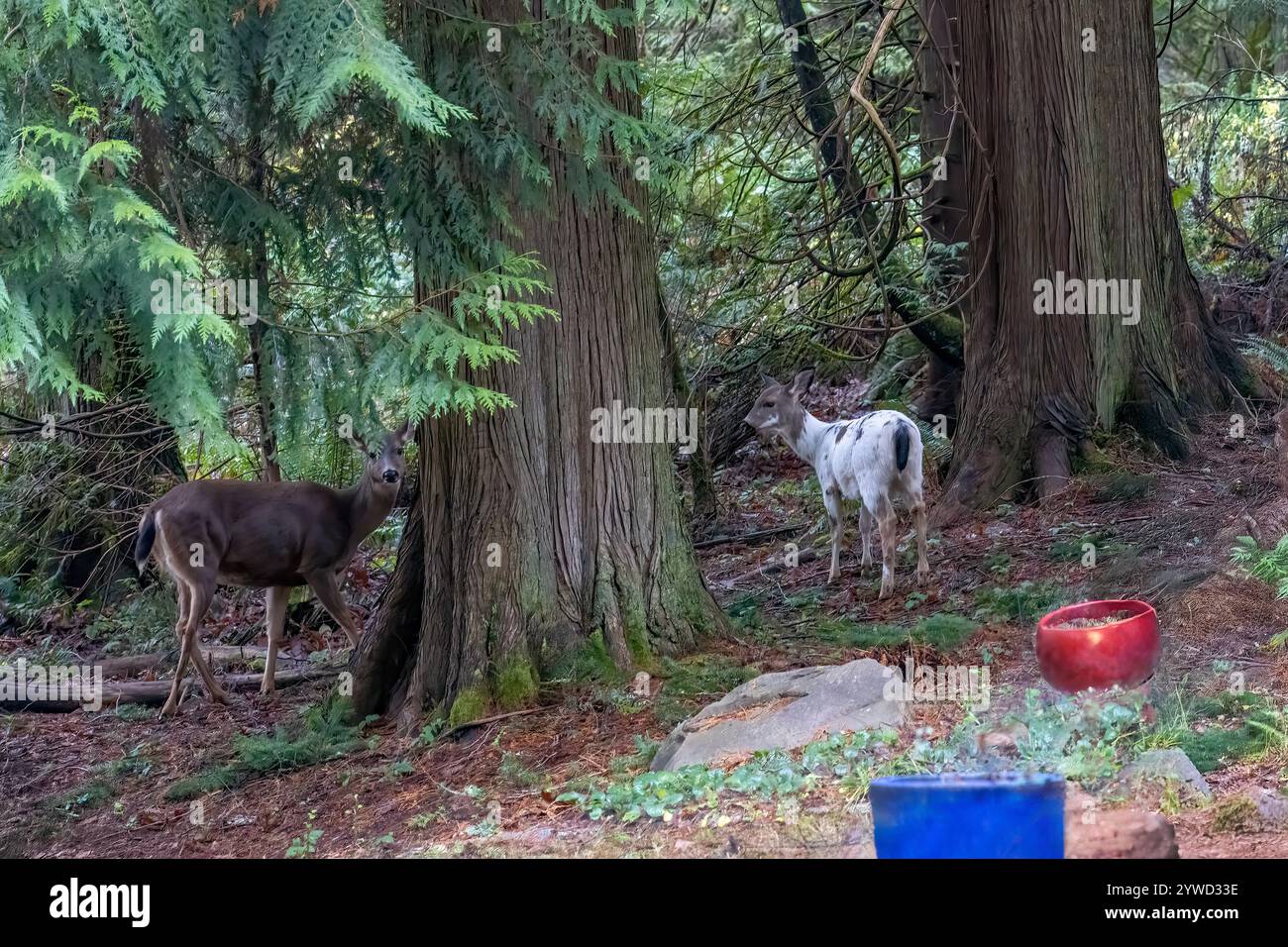 Issaquah, Washington, Stati Uniti. Raro cervo piebaldo dalla coda nera in un'area residenziale boscosa circondata da alberi di cedro rosso occidentale. Foto Stock