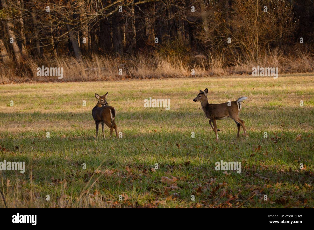 Un paio di cervi White Tail in un campo Foto Stock