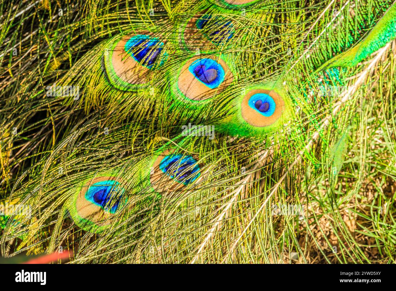 Primo piano di una piuma di pavone con colori blu e verde. La piuma è circondata da erba verde e foglie Foto Stock
