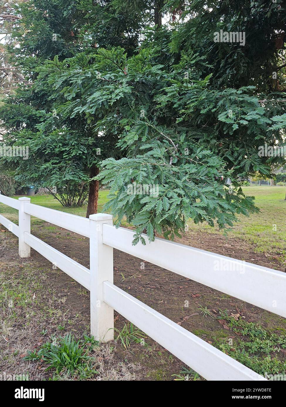 Rami di cedro verde che si estendono su una recinzione di legno bianco, creando una tranquilla atmosfera di campagna in un ambiente erboso all'aperto. Foto Stock