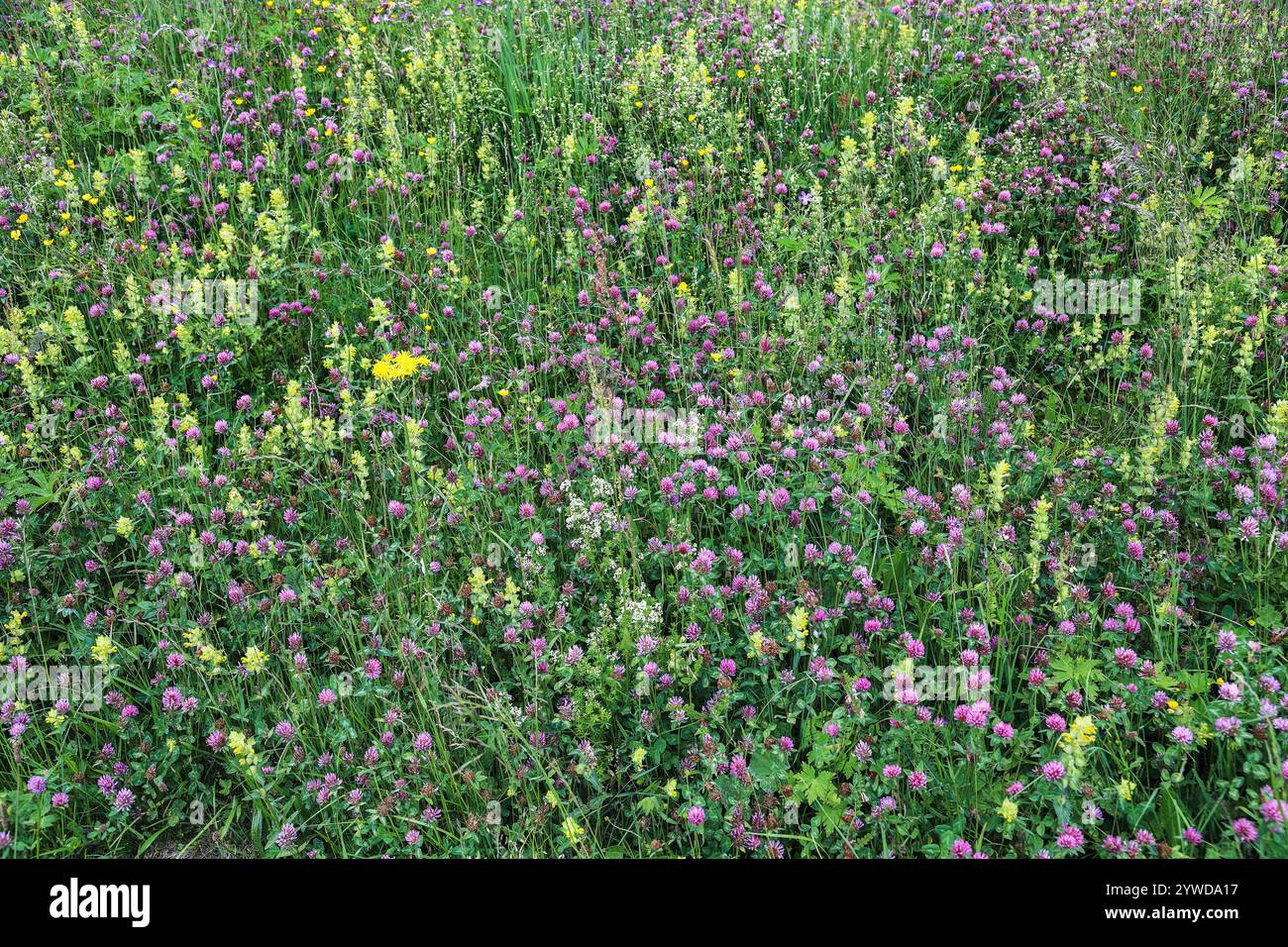 Sfondo di prati non fertilizzati o prati a basso contenuto nutrizionale - una parte importante del sistema ecologico per mantenere la diversità della flora e il soggiorno per gli ins Foto Stock