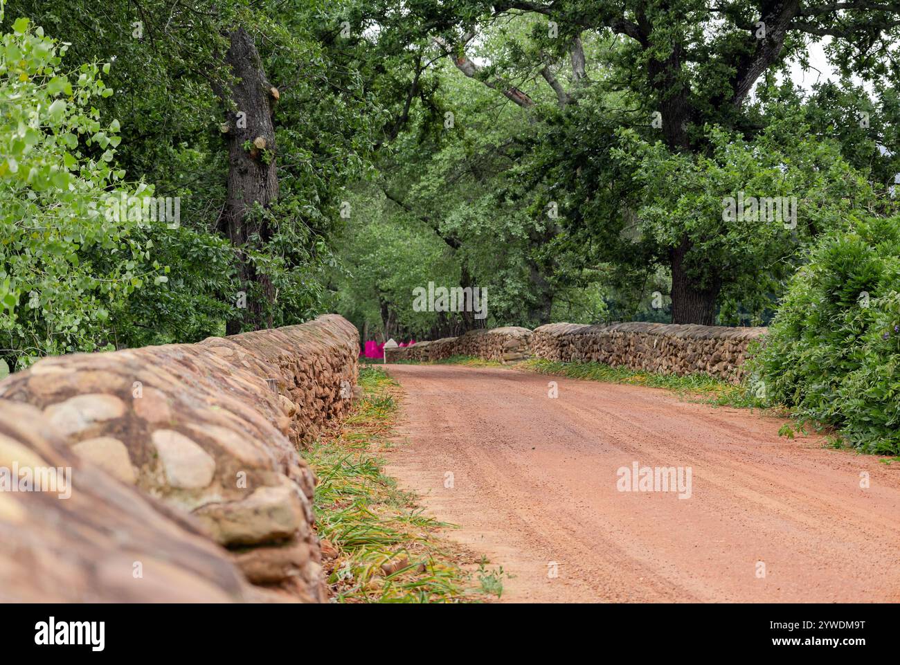 Strada sterrata rurale in campagna. Vecchia recinzione bassa fatta di pietre e argilla su entrambi i lati della strada. Estate, vegetazione lussureggiante, alberi e cespugli. Foto Stock