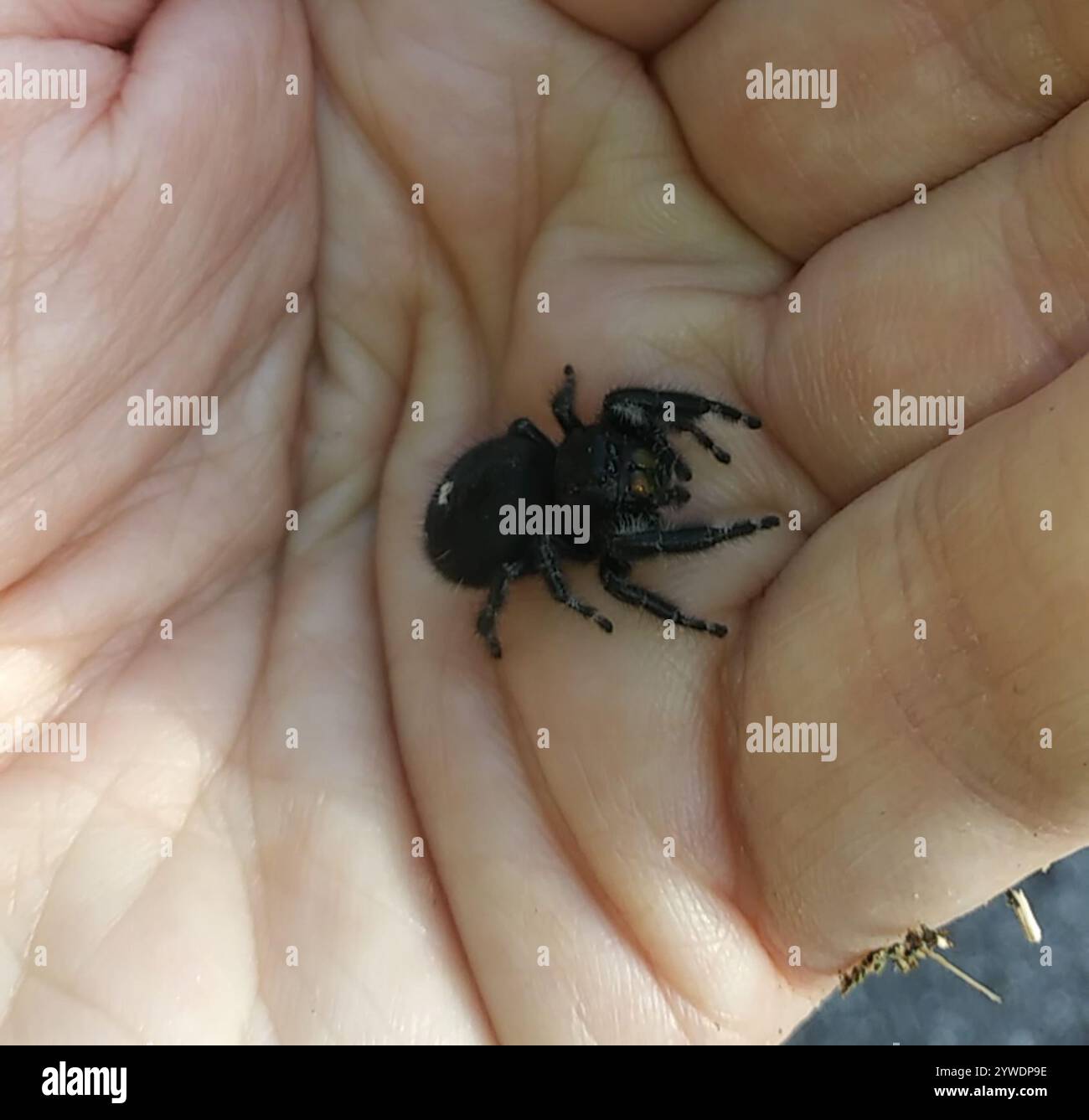Bold Jumping Spider (Phidippus audax) Foto Stock