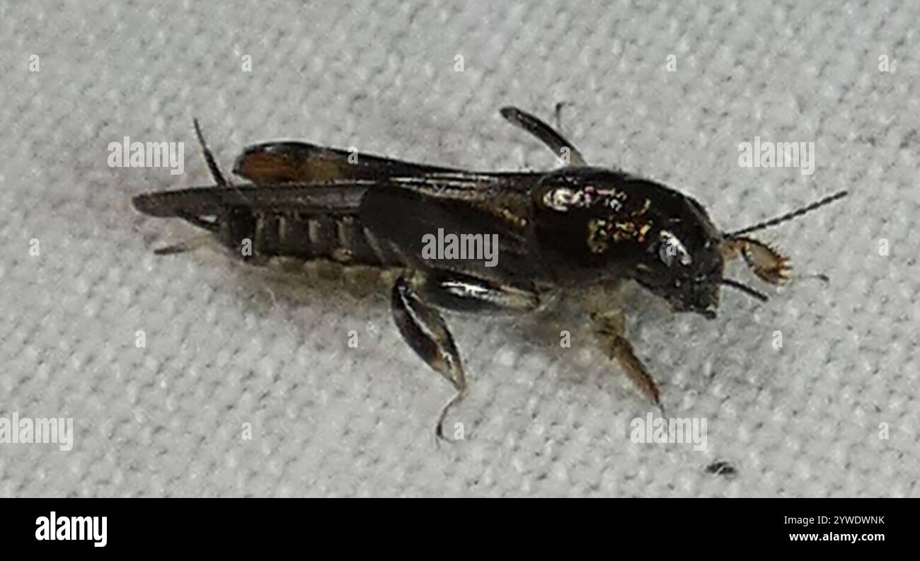 Grasshopper in Mole pigmeo più grande (Neotridactylus apicialis) Foto Stock