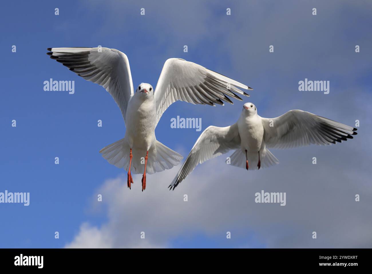 Gull dalla testa nera, Larus ridibundus, uccello piumato invernale adulto in volo Norfolk Foto Stock