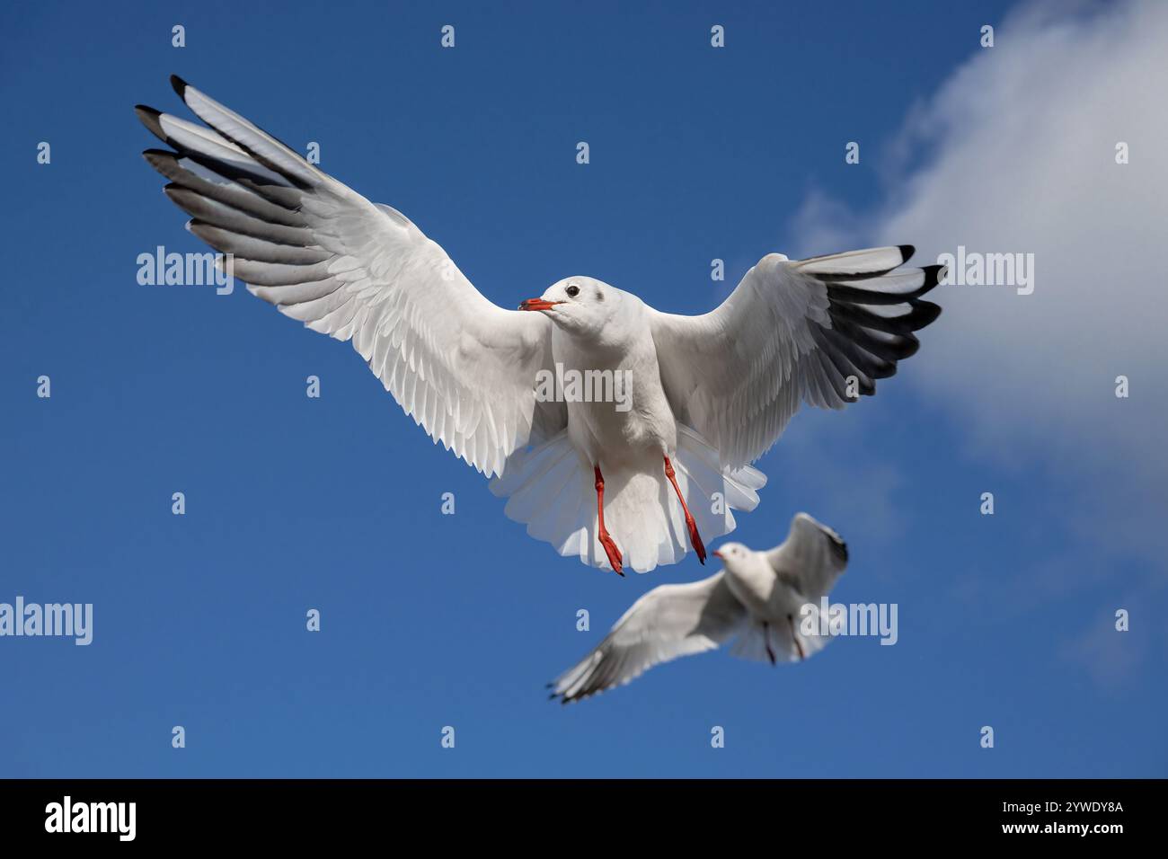 Gull dalla testa nera, Larus ridibundus, uccello piumato invernale adulto in volo Norfolk Foto Stock