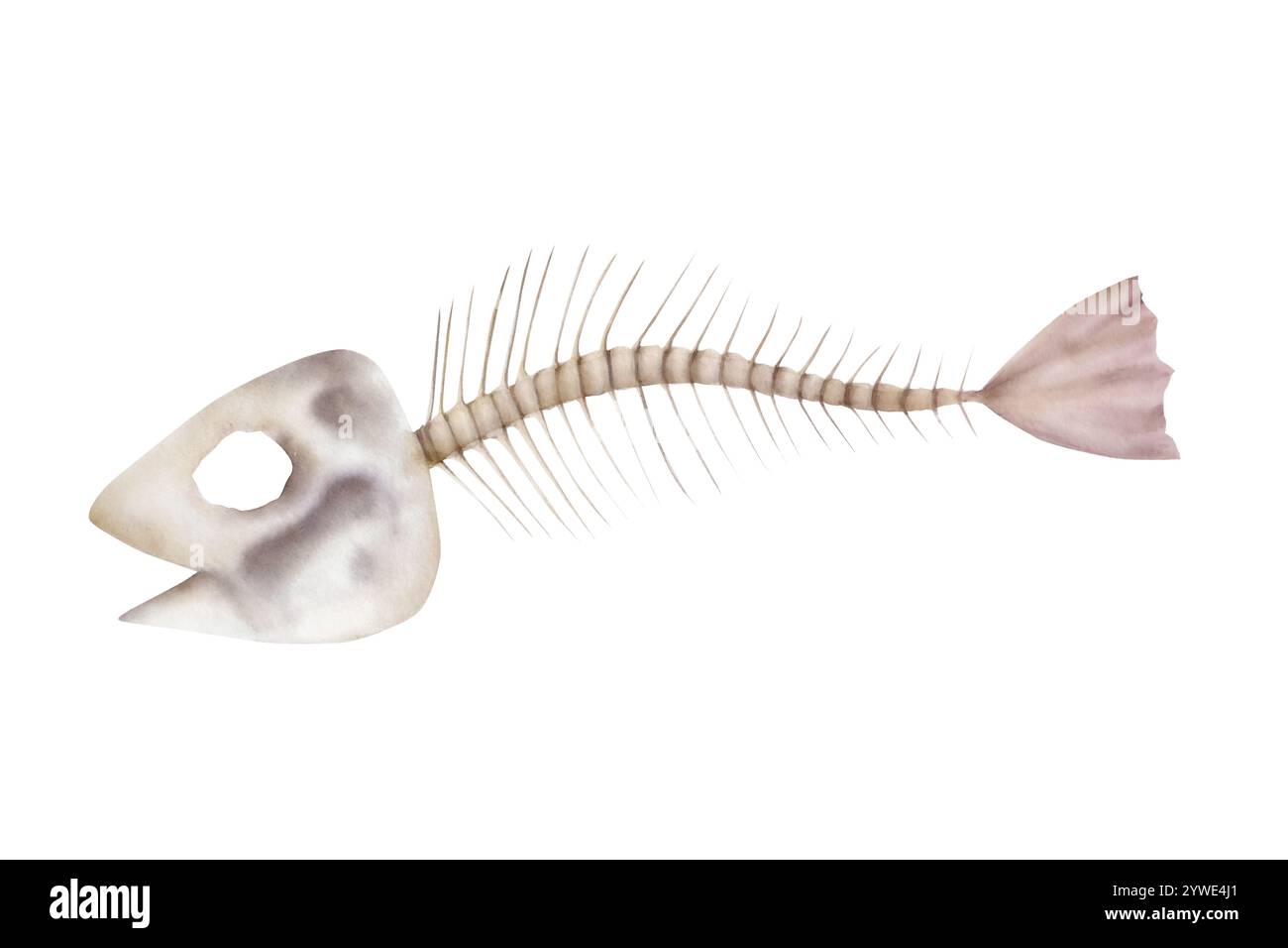 Scheletro di pesce. Illustrazione disegnata a mano con acquerello isolata sullo sfondo. Per designer, cartoline, saluti, compleanno, calendario, sfondi Foto Stock