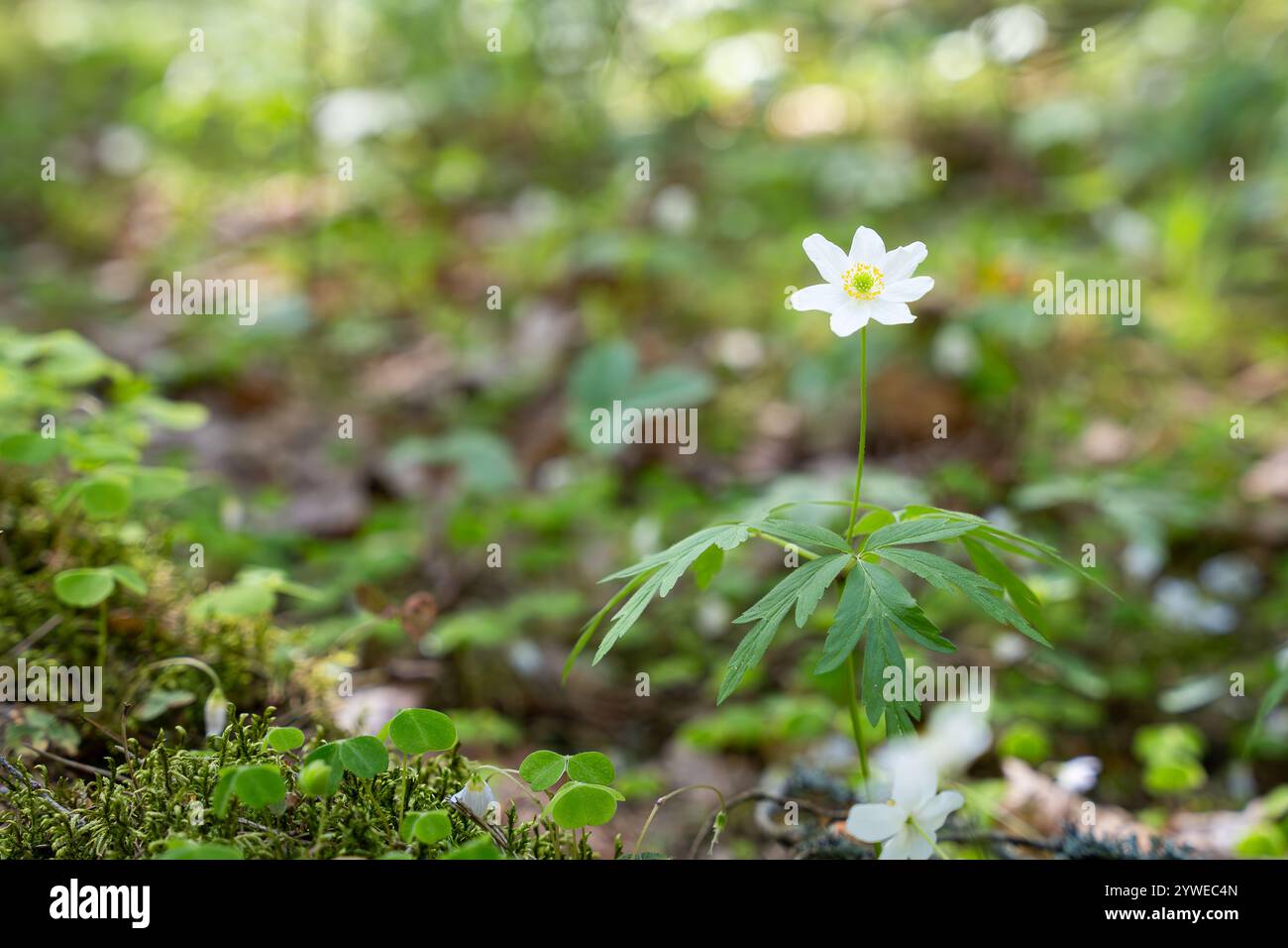 Anemone in legno (anemone nemorosa) in bosco. L'anemone di legno o fiore del vento è un'antica specie indicatrice di boschi. Foto Stock