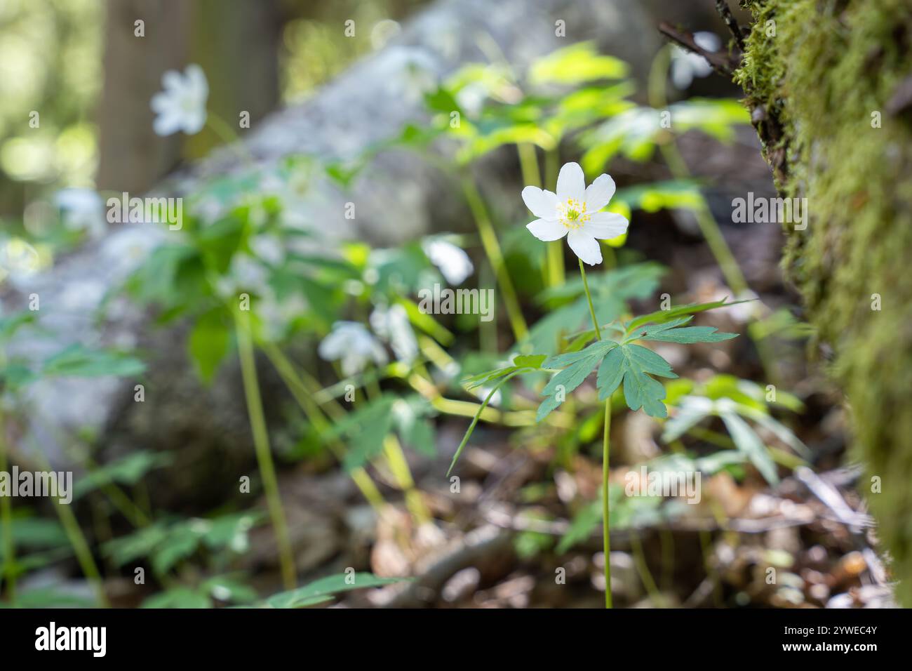 Anemone in legno (anemone nemorosa) in bosco. L'anemone di legno o fiore del vento è un'antica specie indicatrice di boschi. Foto Stock