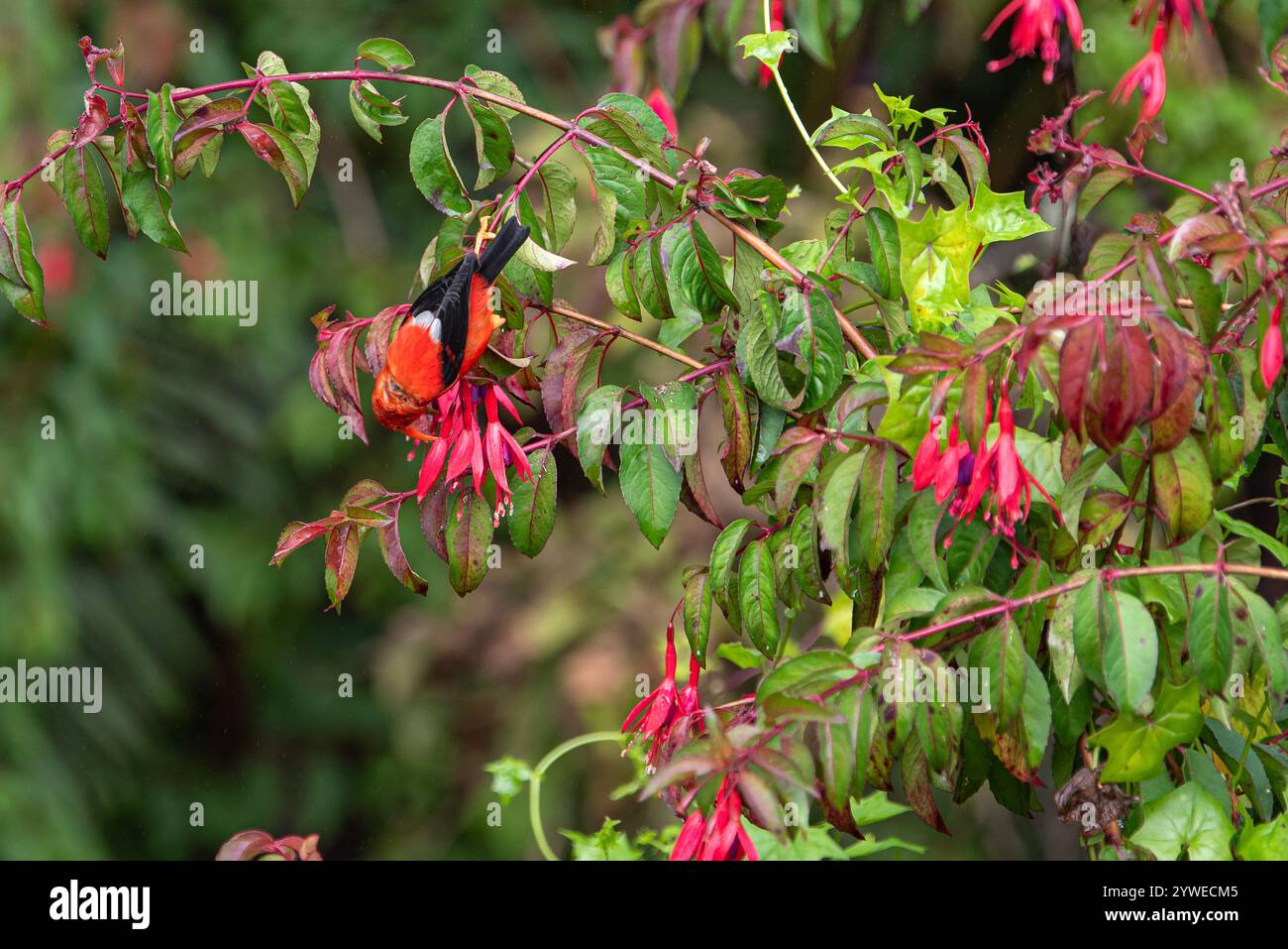 L'immagine raffigura un i'iwi che si nutre delicatamente del nettare da un fiore vibrante nella foresta di Hakalau, mostrando il suo piumaggio rosso brillante contro il ricco gr Foto Stock