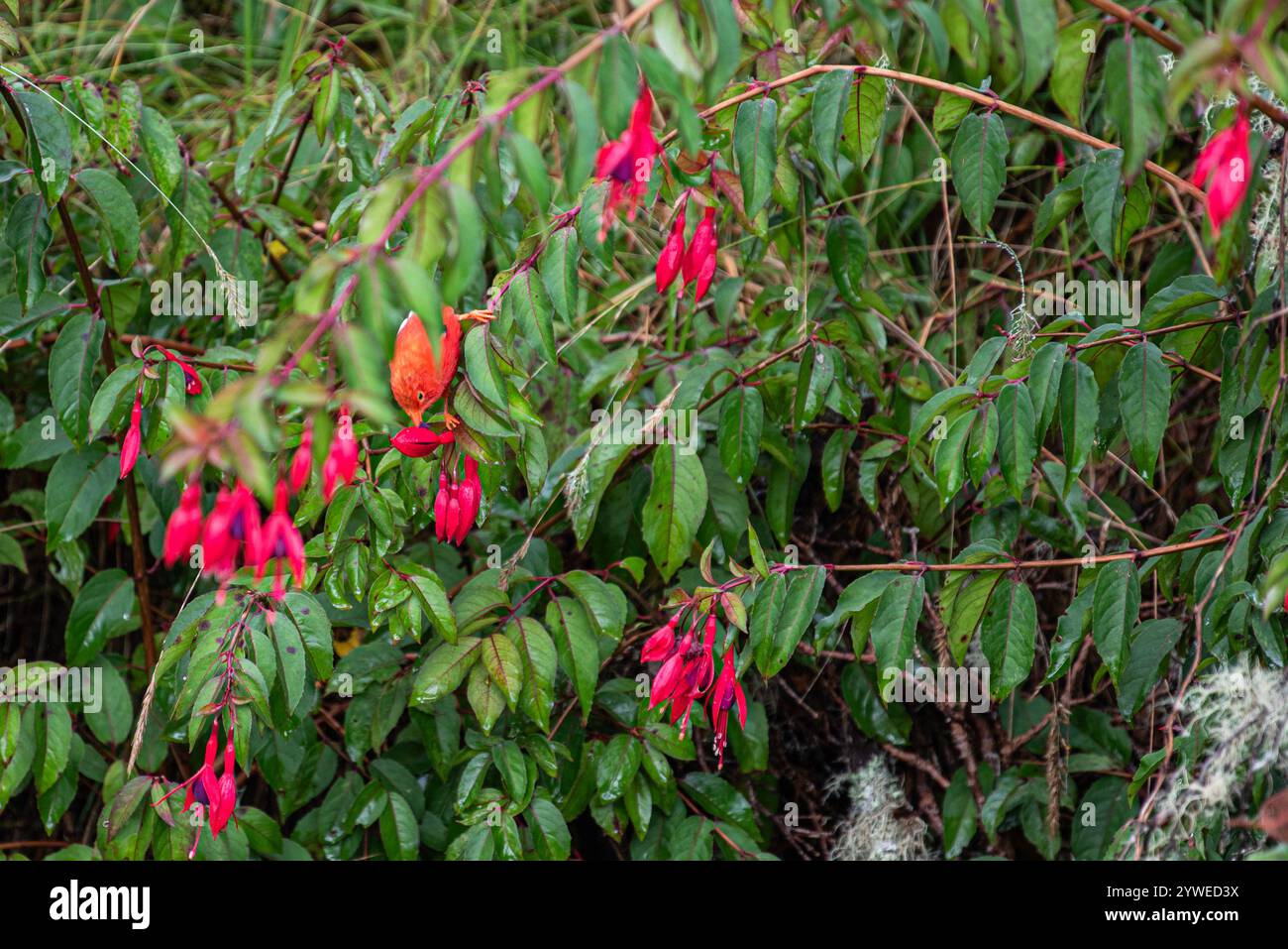 Un vivace uccello Iíwi è delicatamente arroccato sul bordo di un fiore luminoso, il suo becco sottile immerso nel nettare. Il lussureggiante e verde fogliame della Haka Foto Stock