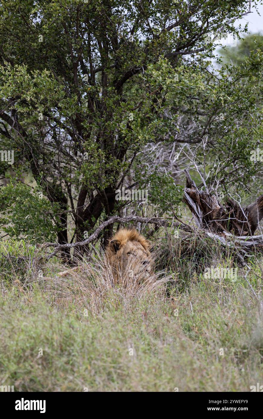 Il leone maschio africano in habitat naturale, nella natura selvaggia, si trova in erba verde cespugli. Safari nella savana del Sudafrica. Carta da parati animali selvatici. KR Foto Stock